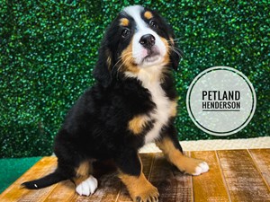 [#233050-02] Tri-Colored F Bernese Mountain Dog Puppies For Sale