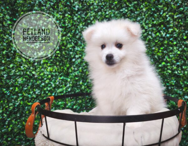 Dogs Puppies for Sale Petland Henderson Nevada