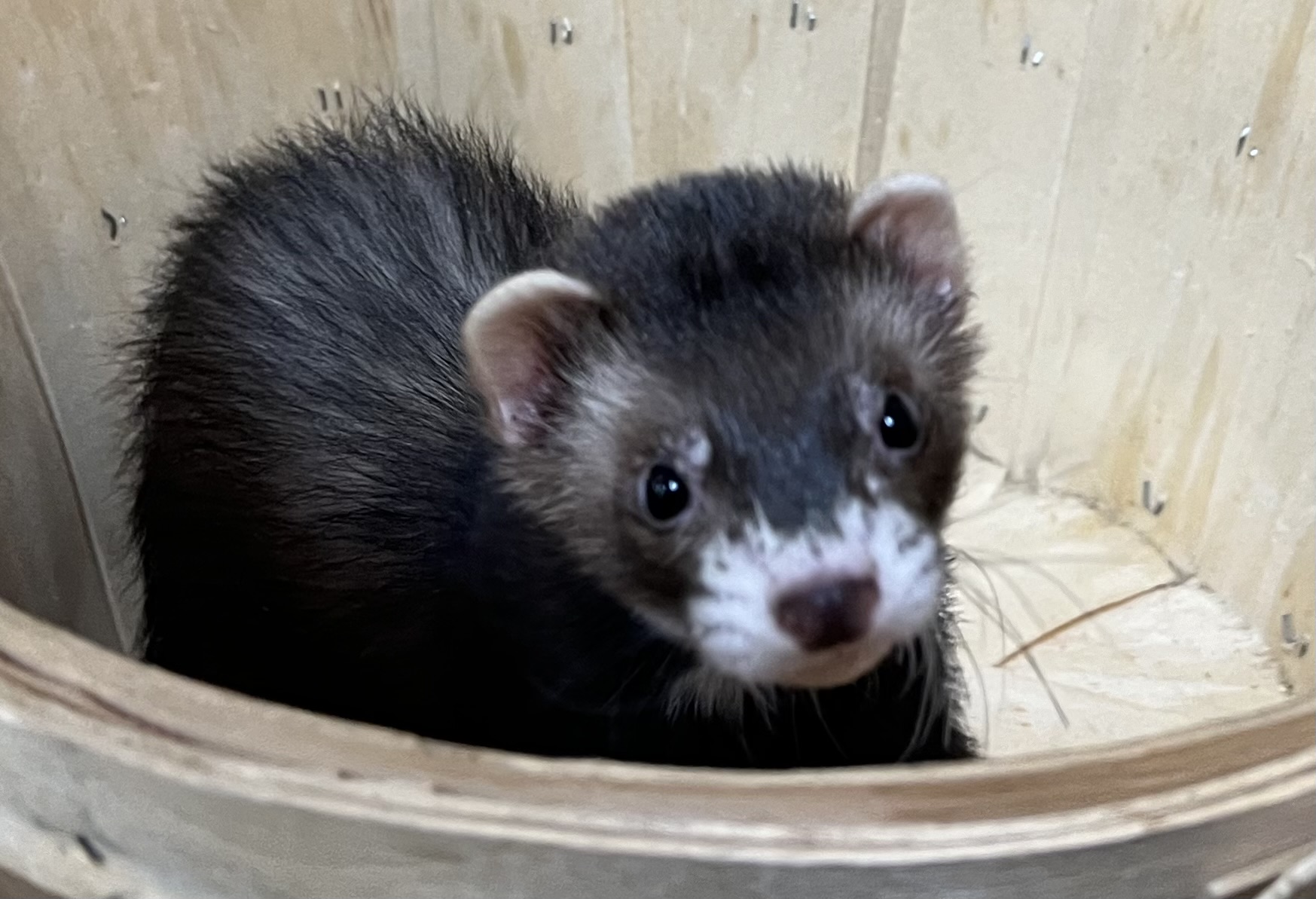 Small Animals for Sale Petland Henderson, Nevada