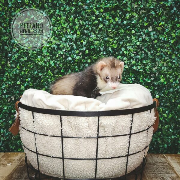 Small Animals for Sale Petland Henderson, Nevada