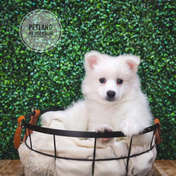 [#24262-02] White F American Eskimo Dog Puppies For Sale