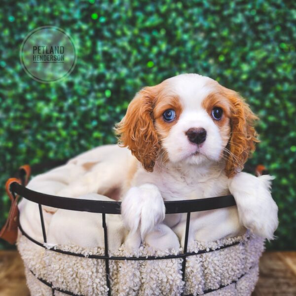 [#243571-05] Blenheim F Cavalier King Charles Spaniel Puppies For Sale
