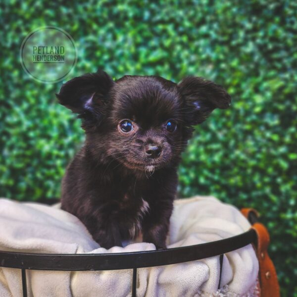 [#243689-04] Black F Chihuahua Puppies For Sale