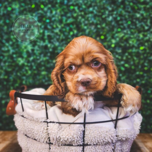 [#243826-01] Tan M Cocker Spaniel Puppies For Sale