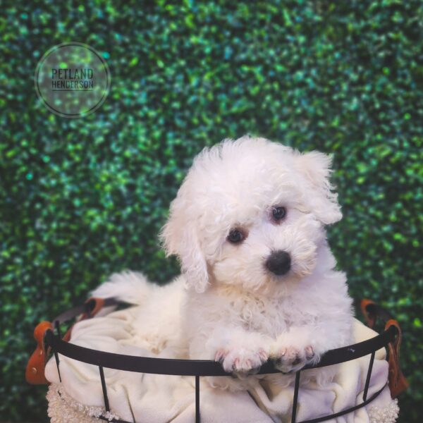 [#243685-04] White F Bichon Frise Puppies For Sale