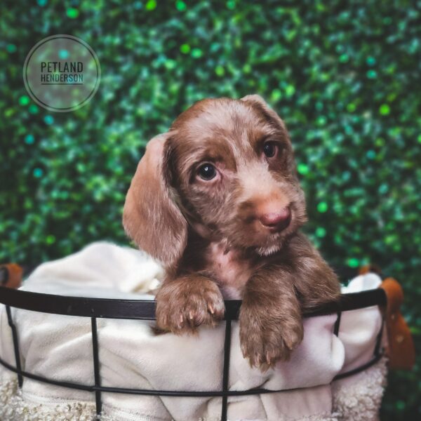 [#25251-02] Chocolate M Dachshund Puppies For Sale