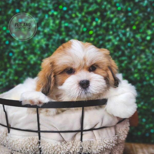 [#243766-01] Red Sable M Lhasa Apso Puppies For Sale