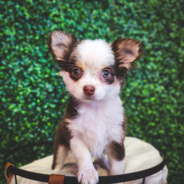 [#2539-02] Chocolate F Chihuahua Puppies For Sale