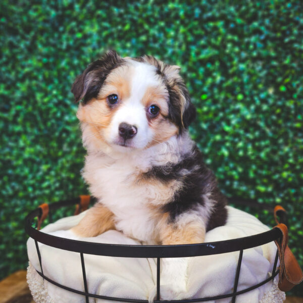 [#25213-03] Blue Merle M Australian Shepherd Puppies For Sale