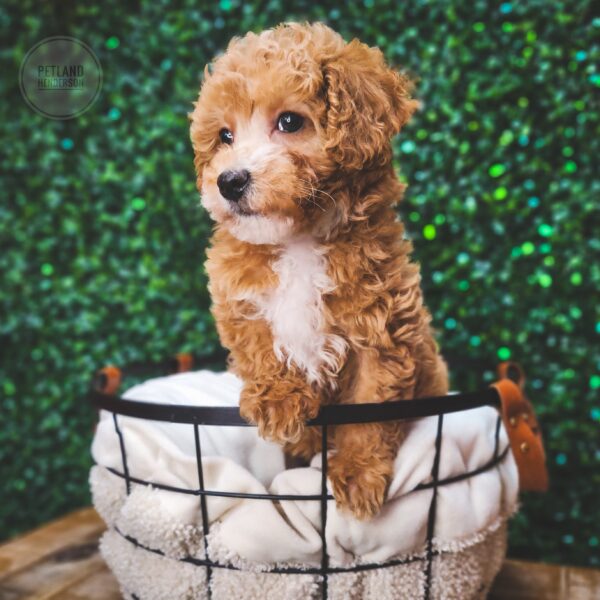 [#25170-02] Tan F Poodle Toy Puppies For Sale