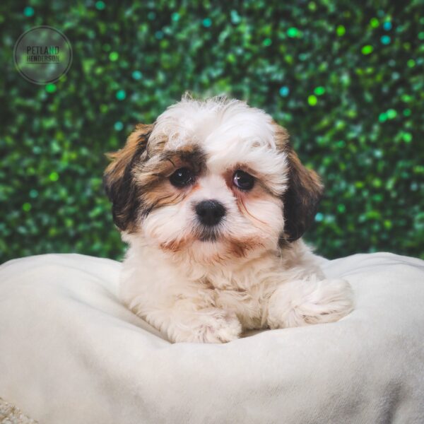 [#25334-02] White F Teddy Bear Puppies For Sale