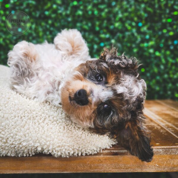 [#25201-02] Chocolate Merle M Poodle Puppies For Sale