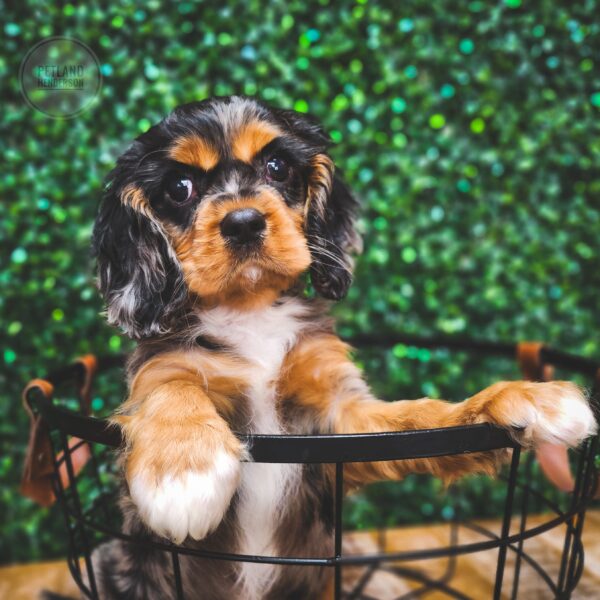 [#25221-04] Blue Merle M Cavalier King Charles Spaniel Puppies For Sale