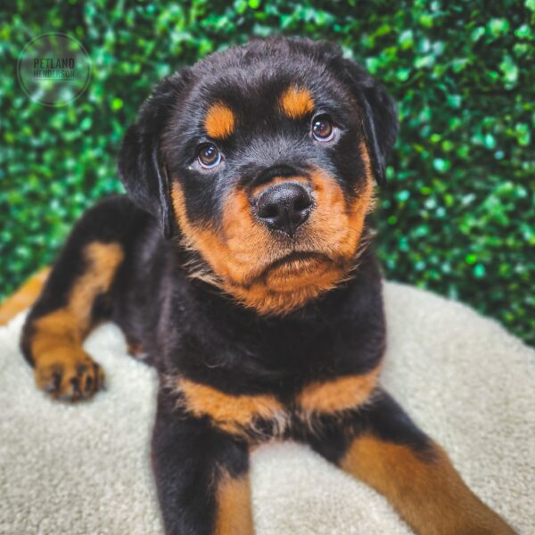 [#25283-02] Black / Tan M Rottweiler Puppies For Sale