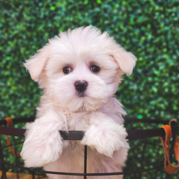 [#25306-01] White M Maltese Puppies For Sale