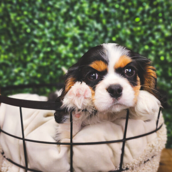 [#25185-03] Tri-Colored F Cavalier King Charles Spaniel Puppies For Sale