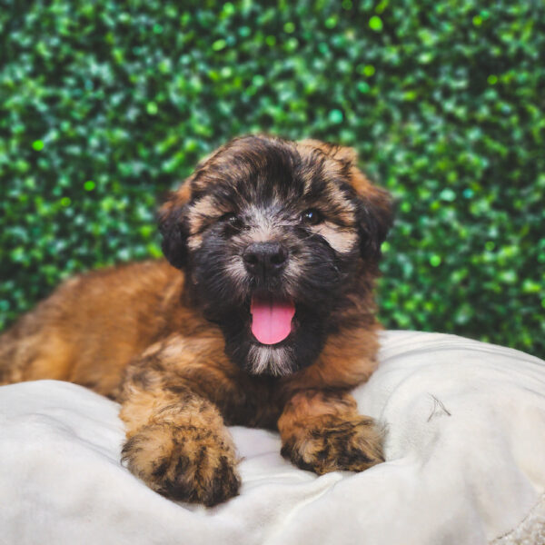 [#25332-04] Wheaten M Soft Coated Wheaten Terrier Puppies For Sale
