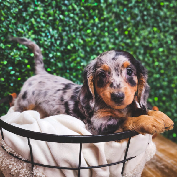 [#25199-02] Blue Dapple M Dachshund Puppies For Sale