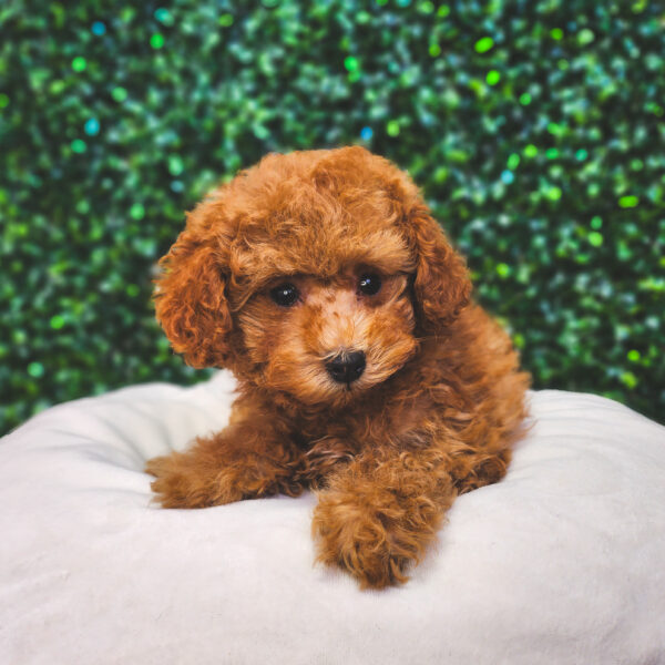 [#25145-03] Red F Poodle Puppies For Sale