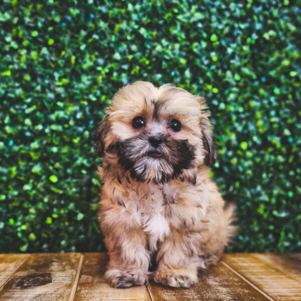 [#25236-03] Brindle F Teddy Bear Puppies For Sale