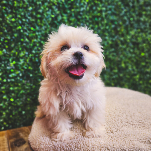 [#25236-01] White M Teddy Bear Puppies For Sale