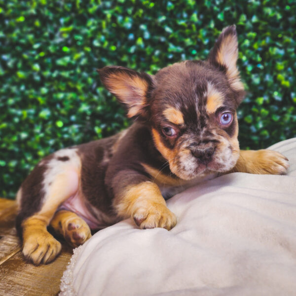 [#25245-04] Chocolate M French Bulldog Puppies For Sale