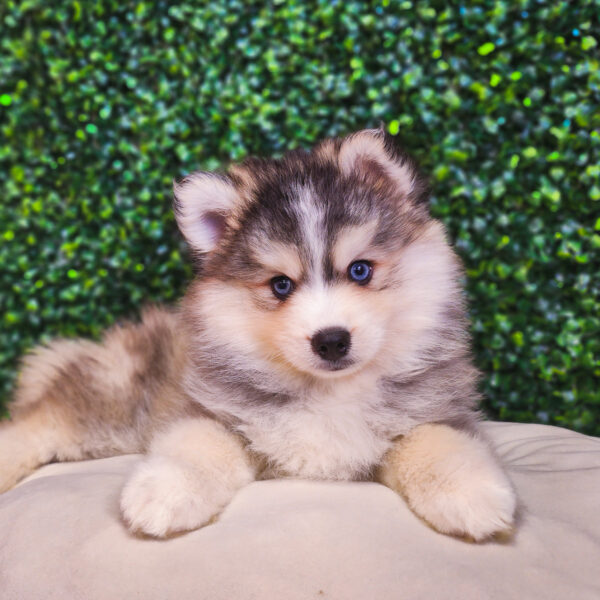 [#25243-04] Gray / White M Pomsky Puppies For Sale