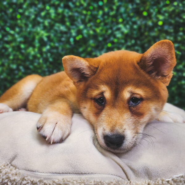 [#25313-01] Red F Shiba Inu Puppies For Sale
