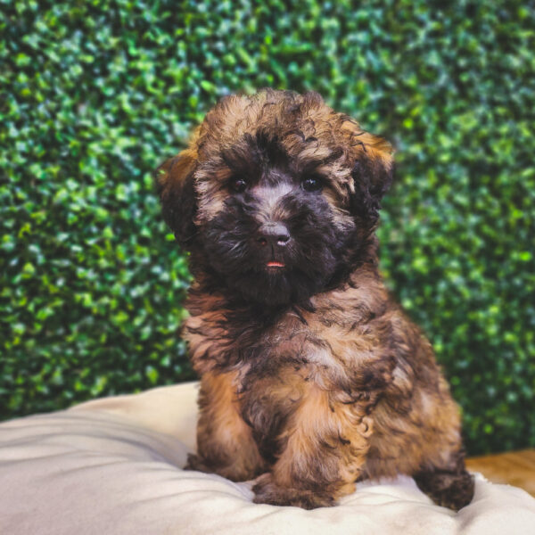 [#25312-03] Wheaten F Whoodle Puppies For Sale