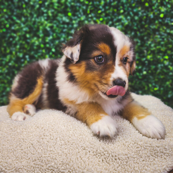 [#25299-01] Blue M Miniature American Shepherd Puppies For Sale