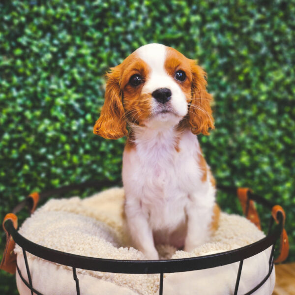 [#25288-04] Blenheim F Cavalier King Charles Spaniel/Cavachon Puppies For Sale