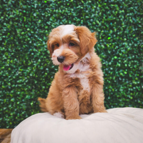 [#25295-07] Apricot F Goldendoodle Mini 2nd Gen Puppies For Sale