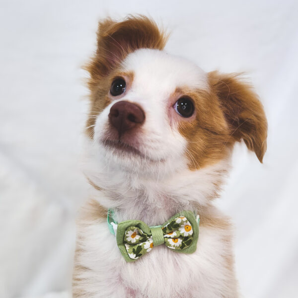 [#25198-03] Red / White M Australian Shepherd Puppies For Sale