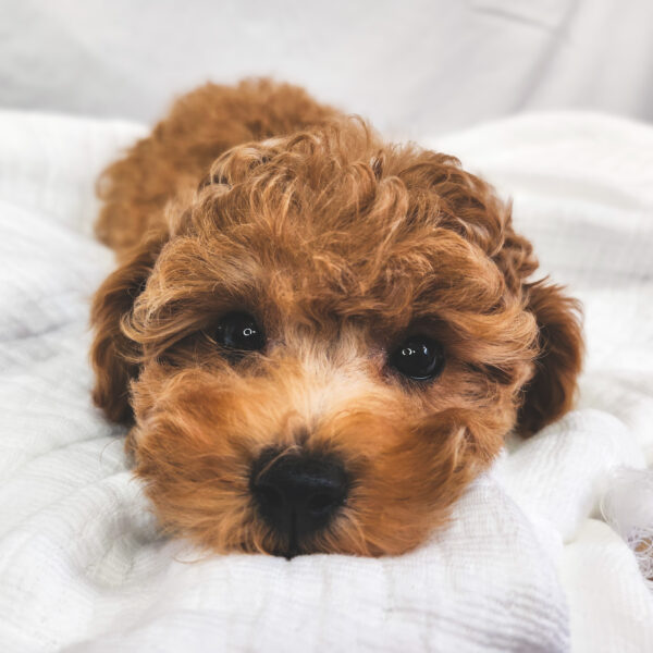 [#25341-03] Apricot F Poodle Puppies For Sale