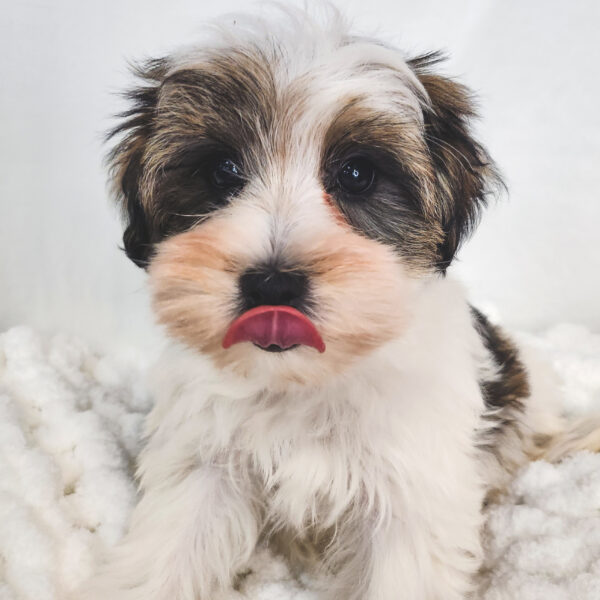 [#25574-02] Black / White F Yorkie/Schnauzer Puppies For Sale