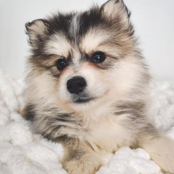 [#25615-04] Brown / White F Pomsky 2nd Gen Puppies For Sale