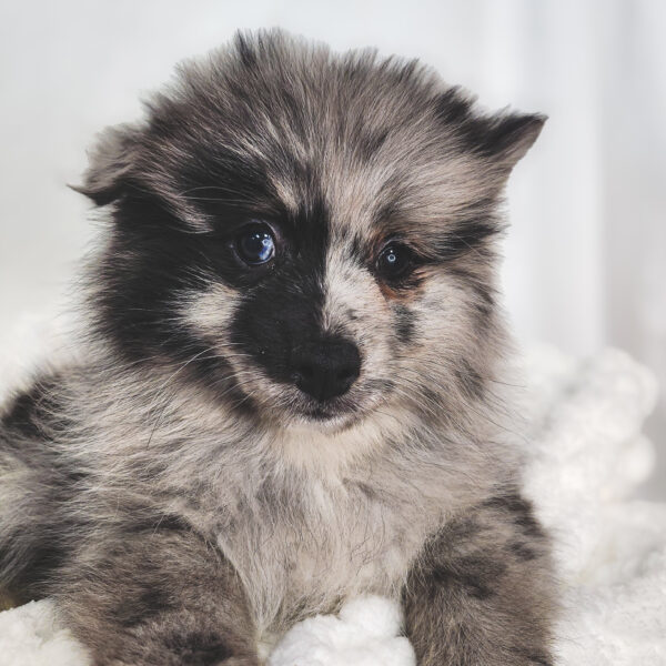 [#25481-02] Blue Merle M Pomeranian Puppies For Sale