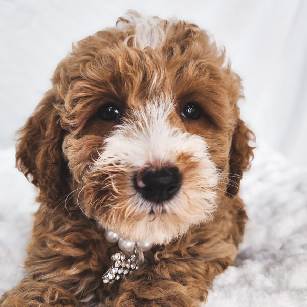 [#25701-03] Cream / White F Goldendoodle Mini 2nd Gen Puppies For Sale