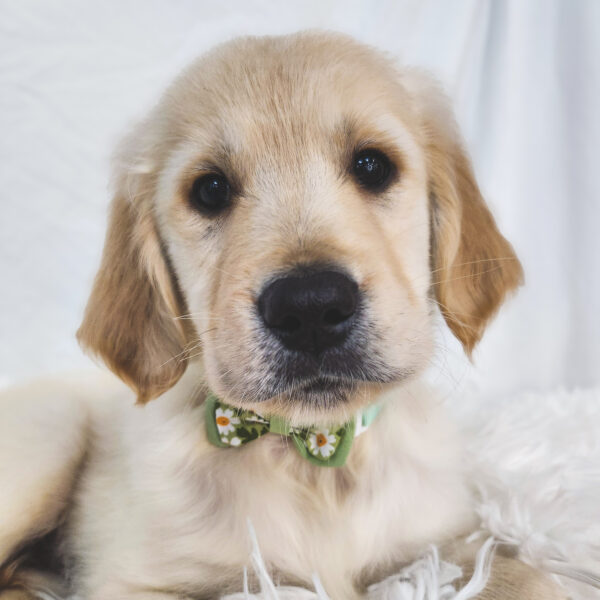 [#25534-03] Light Golden M Golden Retriever Puppies For Sale