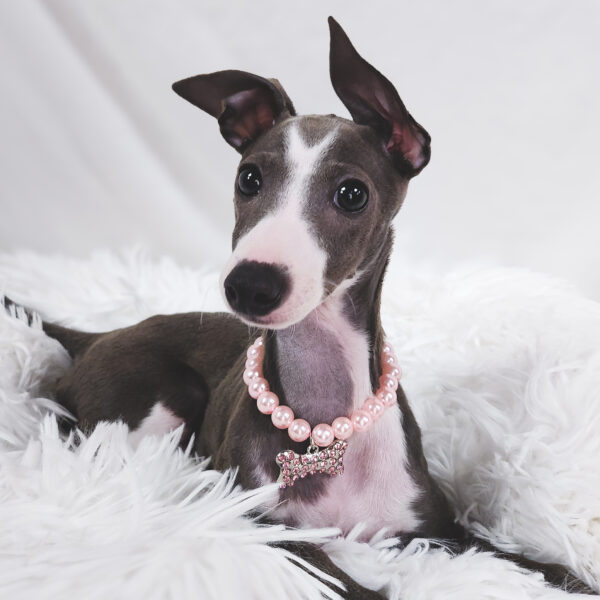 [#25255-05] Blue / White F Italian Greyhound Puppies For Sale