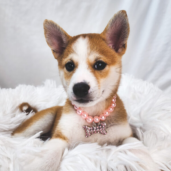 [#25892-05]  - Red Sesame F Shiba Inu Puppies For Sale