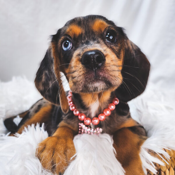 [#25872-04]  - Chocolate Merle F Beagalier Puppies For Sale