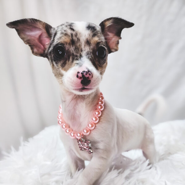 [#25718-03]  - White / Blue Merle F Chihuahua Puppies For Sale