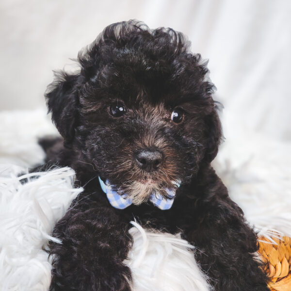 [#25698-04]  - Black M Poodle Puppies For Sale