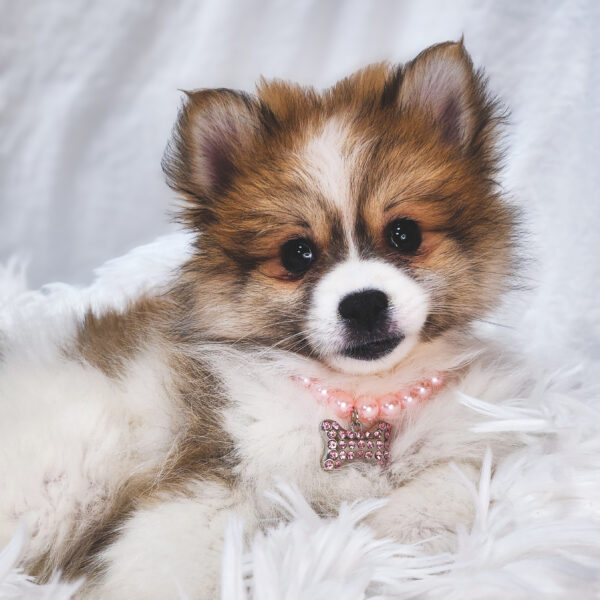 [#25685-02]  - White / Brown F Pomeranian Puppies For Sale