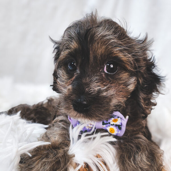 [#25744-01]  - Blue Merle M Cavapoo Puppies For Sale