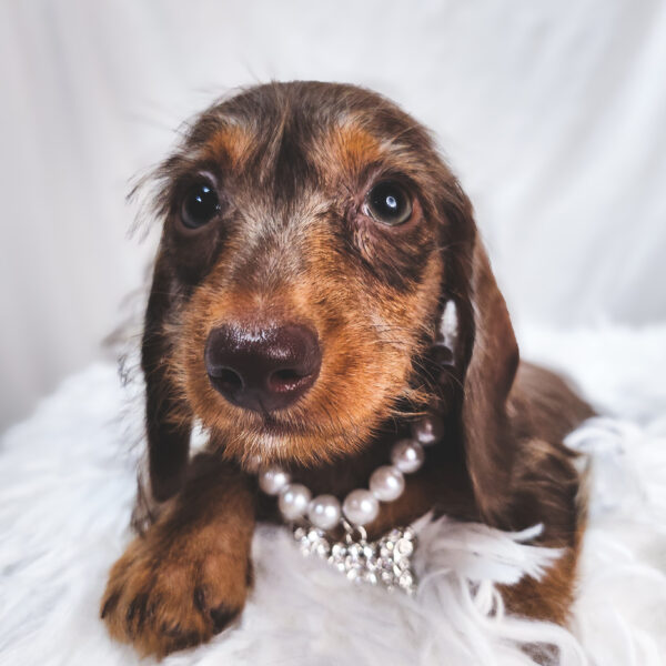 [#25831-03]  - Chocolate / Rust F Dachshund Puppies For Sale