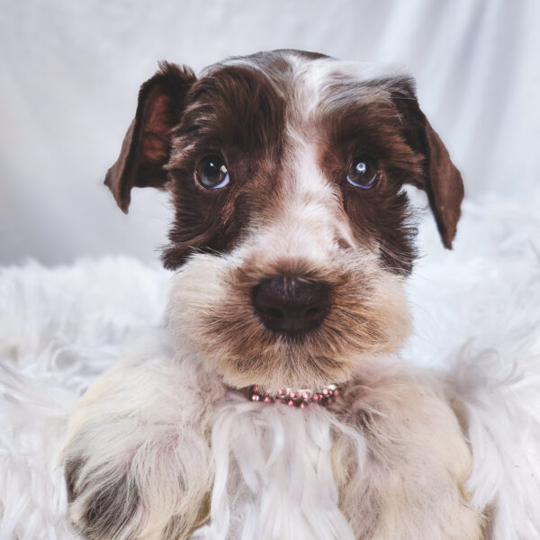 [#25865-05]  - Chocolate / White F Miniature Schnauzer Puppies For Sale