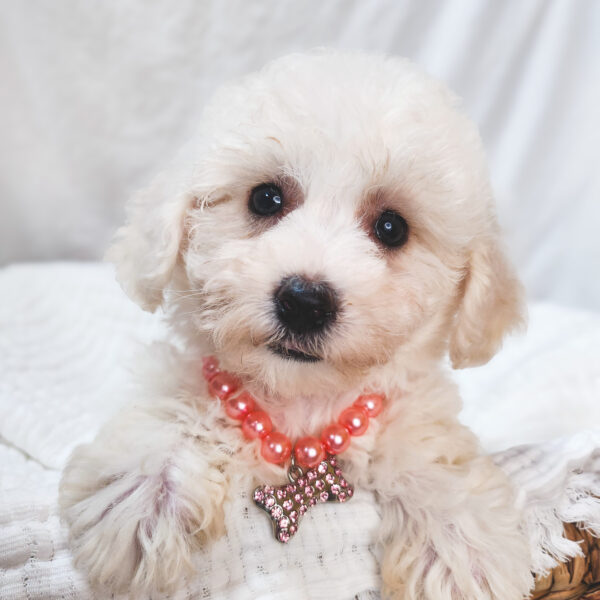 [#25874-03]  - White F Bichon Frise Puppies For Sale