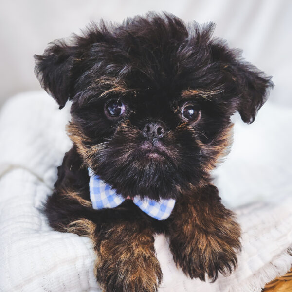 [#25951-03]  - Black / Tan M Brussels Griffon Puppies For Sale